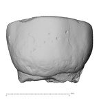 Pav13-1 Homo sapiens URDC labial