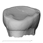 Pav13-1 Homo sapiens URDC lingual