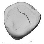 Pav13-1 Homo sapiens URDC occlusal