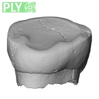 Pav13-1 Homo sapiens URDC ply