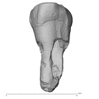 Pav15-1 Homo sapiens ULDC labial