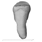 Pav15-1 Homo sapiens ULDC lingual