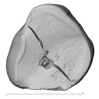 Pav15-1 Homo sapiens ULDC occlusal