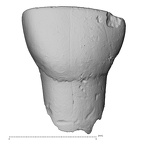 Pav16-1 Homo sapiens URDI2 labial