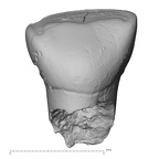Pav16-1 Homo sapiens URDI2 lingual