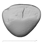 Pav16-1 Homo sapiens URDI2 occlusal