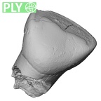 Pav16-1 Homo sapiens URDI2 ply