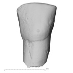 Pav17-1 Homo sapiens LRDI2 labial