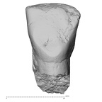 Pav17-1 Homo sapiens LRDI2 lingual