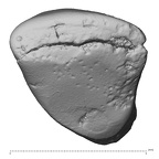 Pav17-1 Homo sapiens LRDI2 occlusal