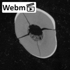 Pav17-1 Homo sapiens LRDI2 ct stack movie