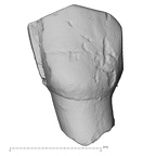 Pav18-1 Homo sapiens LLDI2 labial