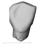 Pav18-1 H. sapiens LLDI2