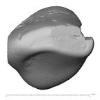 Pav18-1 Homo sapiens LLDI2 occlusal