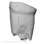 Pav19-1 Homo sapiens ULDI1 labial
