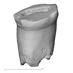 Pav19-1 H. sapiens ULDI1
