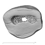 Pav19-1 Homo sapiens ULDI1 occlusal