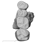 Pav2-1 Homo sapiens maxilla superior