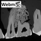 Pav2-1 Homo sapiens maxilla ct stack movie
