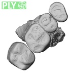 Pav2-1 Homo sapiens maxilla ply