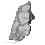 Pav2-2 Homo sapiens maxilla inferior