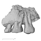 Pav2-2 Homo sapiens maxilla lateral