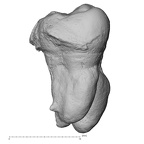 Pav2-Molar Homo sapiens UM buccal