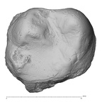 Pav2-Molar Homo sapiens UM occlusal