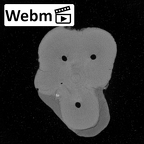 Pav2-Molar Homo sapiens UM ct stack movie