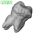 Pav2-Molar Homo sapiens UM ply