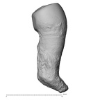 Pav21-1 Homo sapiens LP3 buccal