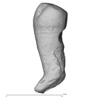 Pav21-1 Homo sapiens LP3 lingual