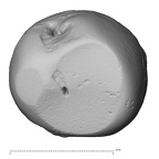 Pav21-1 H. sapiens LP3