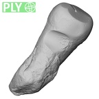 Pav21-1 Homo sapiens LP3 ply