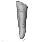 Pav22-1 H. sapiens ULI2