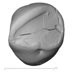 Pav22-1 Homo sapiens ULI2 occlusal