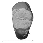 Pav24-1 Homo sapiens LRI1 occlusal