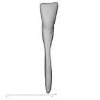 Pav25-1 Homo sapiens LRI1 labial