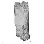 Pav26-1 Homo sapiens LI labial