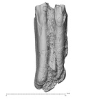 Pav26-1 Homo sapiens LI lingual