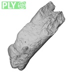 Pav26-1 Homo sapiens LI ply