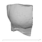 Pav27-1 Homo sapiens tooth buccal