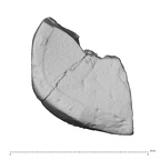 Pav27-1 H. sapiens tooth