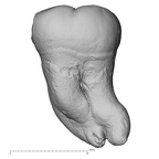 Pav28-1 Homo sapiens LLM3 buccal