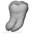 Pav28-1 Homo sapiens LLM3 lingual