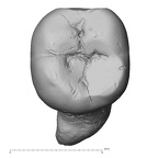 Pav28-1 Homo sapiens LLM3 occlusal