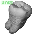 Pav28-1 Homo sapiens LLM3 ply