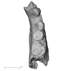 Pav3-1 H. sapiens mandible