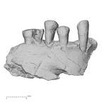 Pav3-1 Homo sapiens mandible lateral