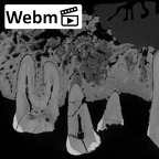 Pav3-1 Homo sapiens mandible ct stack movie